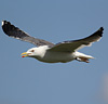 adult graellsii in May, ringed in the Netherlands. (74841 bytes)